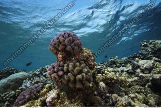 Photo Reference of Coral Sudan Undersea 0048